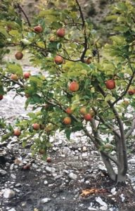 Help Tibet, apples in Tserok